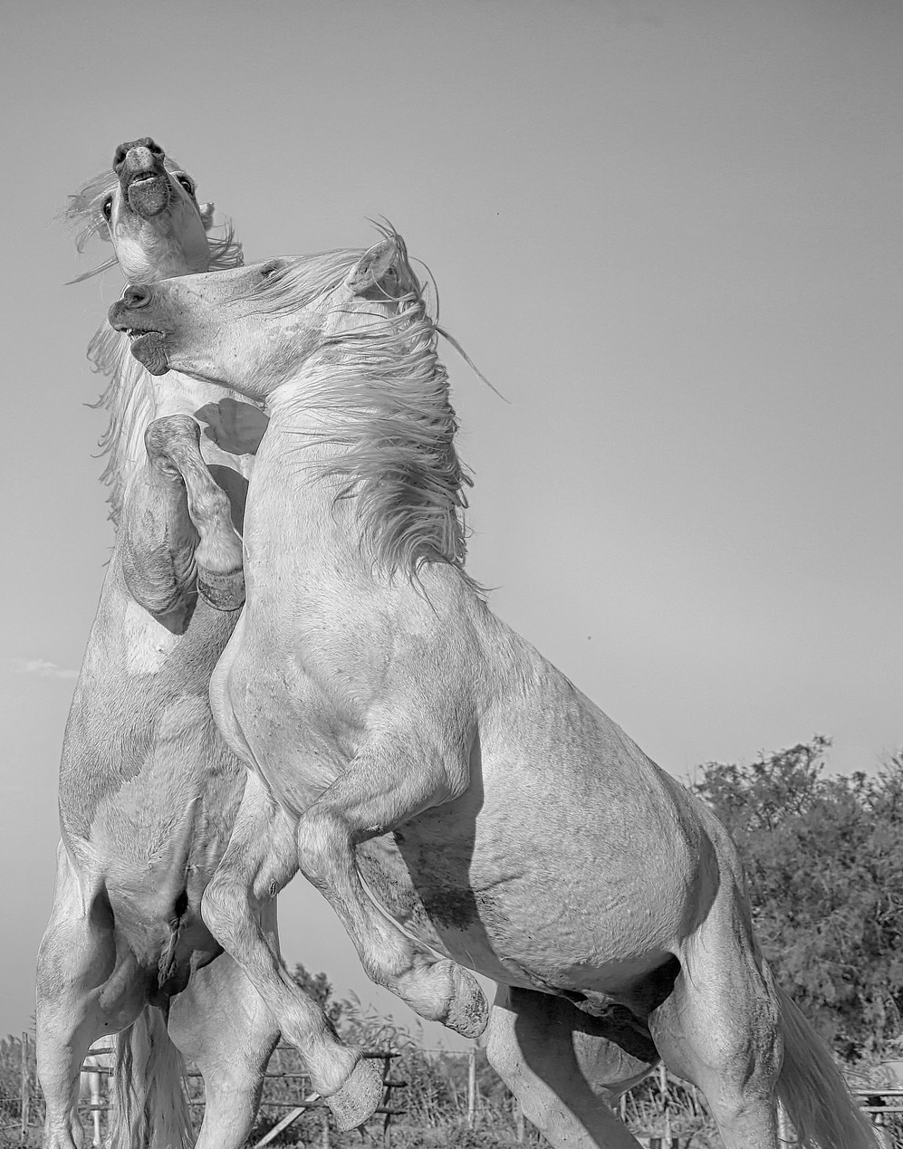 Steles_de_camargues.jpg
